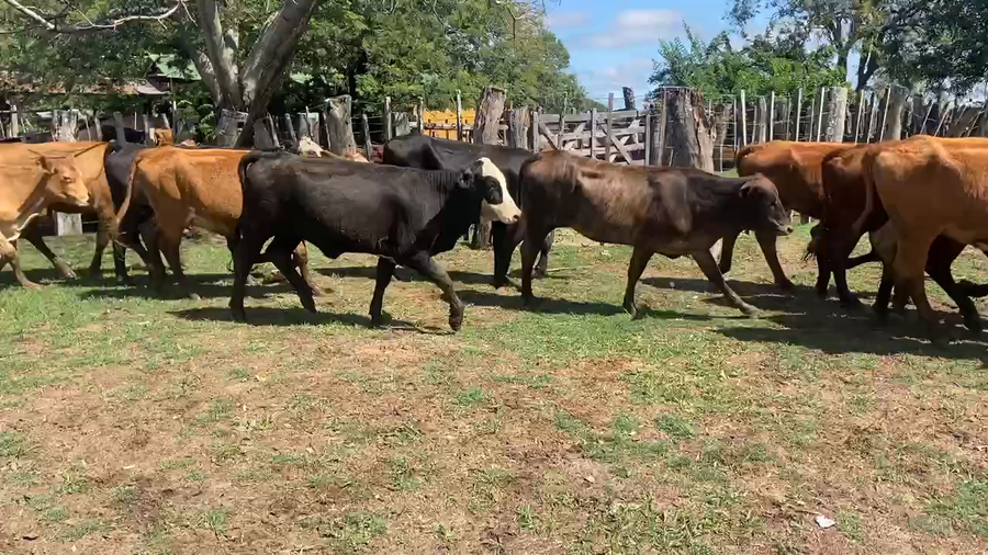 Lote 100 Terneras en Ituzaingó, Corrientes