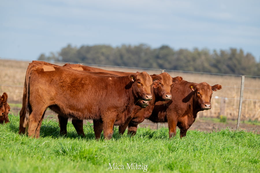 Lote VAQUILLONAS P.C. PARICION OTOÑO