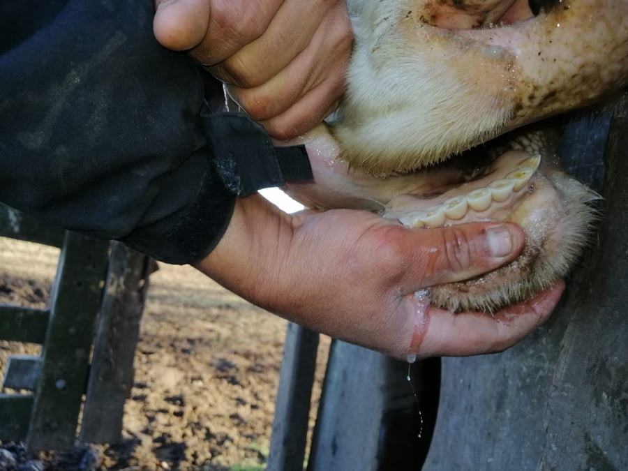 Lote 34 Vacas usadas preñadas en Daireaux, Buenos Aires