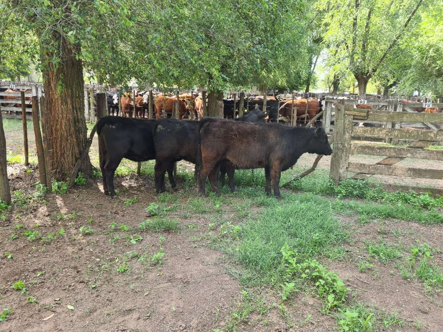 Lote 3 Vaquillonas en Gral. Lamadrid, Buenos Aires
