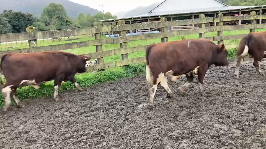Lote 20 Ternero en Cisnes, XI Región Aysén