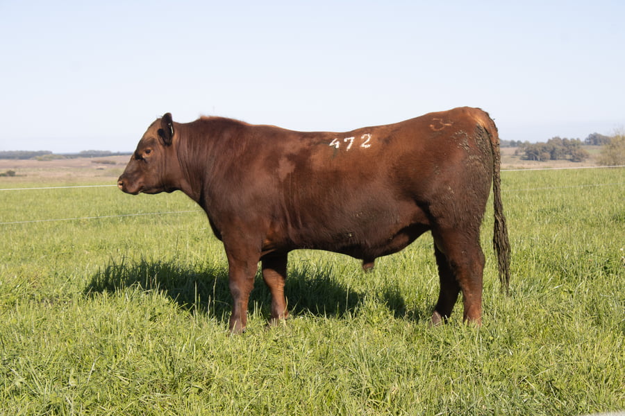 Lote 40