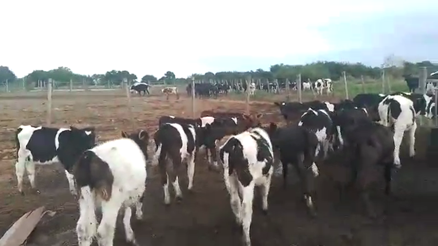 Lote 40 terneros holando
