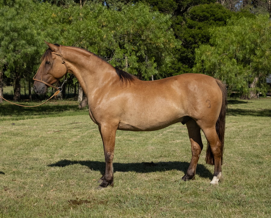 Lote GUAYABO DEL PORRÚA