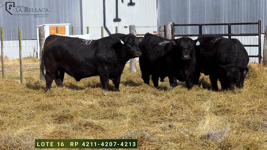 Lote TOROS PUROS DE PEDIGREE