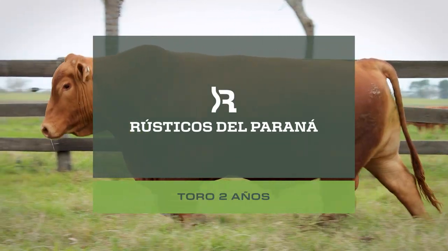 Lote Toro