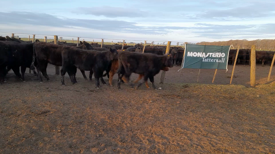 Lote 90 Terneras en Laprida, Buenos Aires