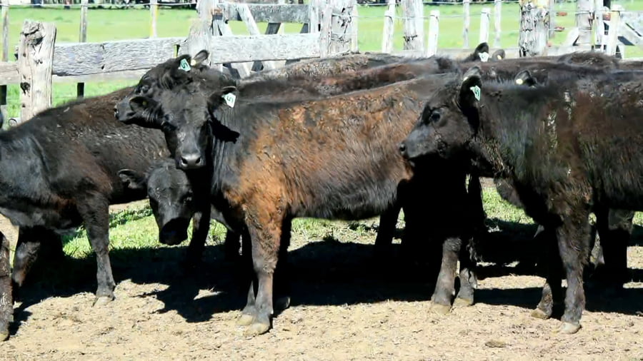 Lote Ternera seleccionada para madre