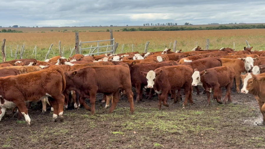 Lote 120 Terneros/as en Corrientes, Mercedes