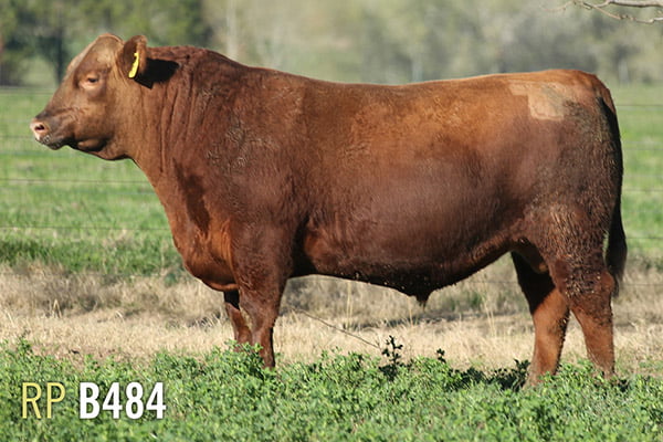 Lote 3 TOROS PUROS DE PEDIGREE