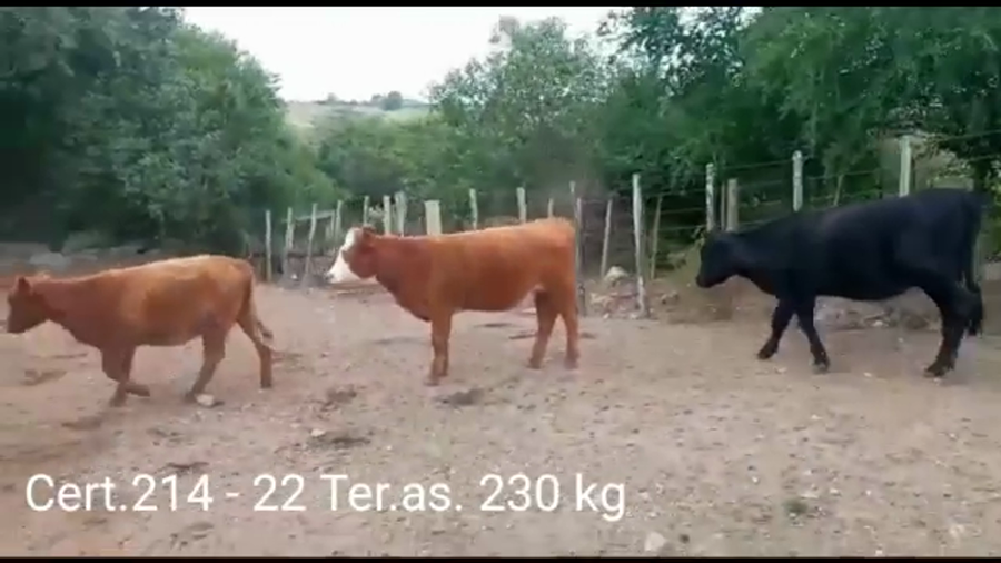 Lote TERNERAS
