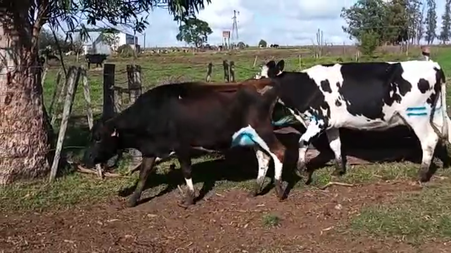 Lote 2 Vacas de Invernada a remate en Pantalla Camy Mayo - Desde La Cuenca 400kg - , San José