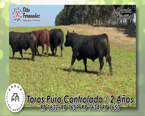 Lote TOROS A.ANGUS PURO CONTROLADO DE 2 AÑOS