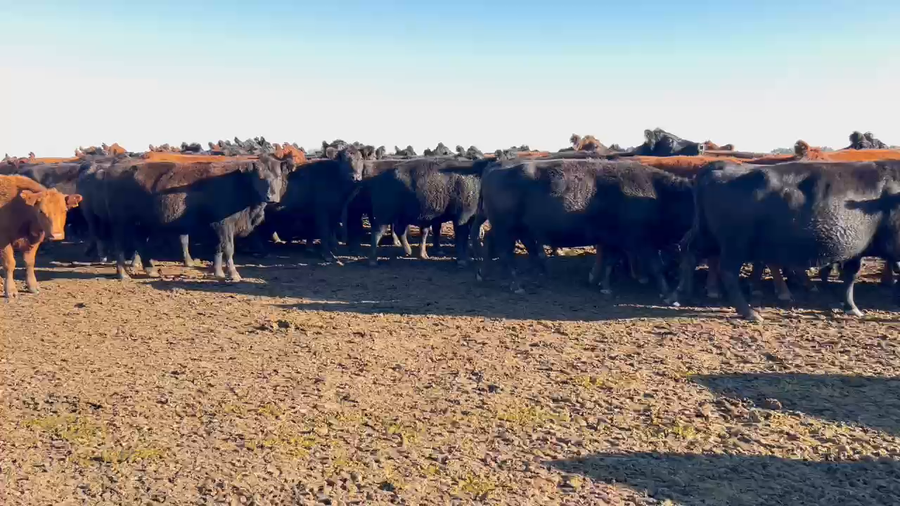 Lote 69 Vacas C/ gtia de preñez en Ayacucho, Buenos Aires