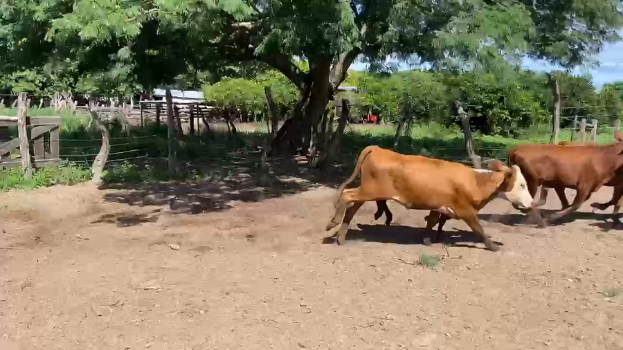 Lote 43 Terneros/as en Corrientes, San Roque