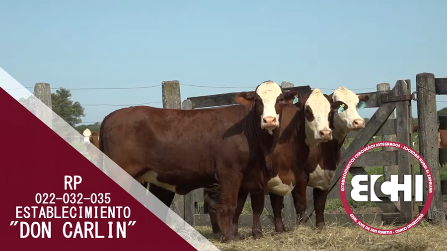 Lote VAQUILLAS PREÑADAS BRAFORD CABAÑA DON CARLIN