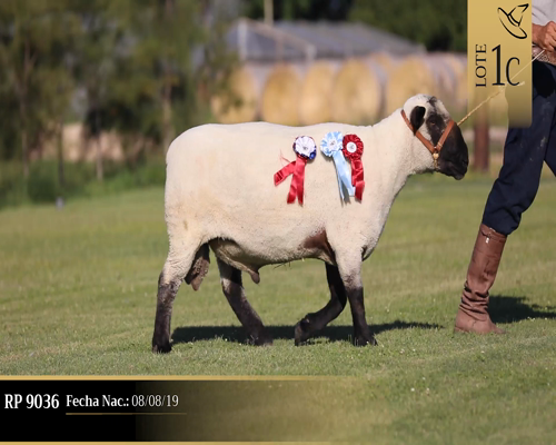 Lote Borregas a remate en Cabaña Las Brujas, San José