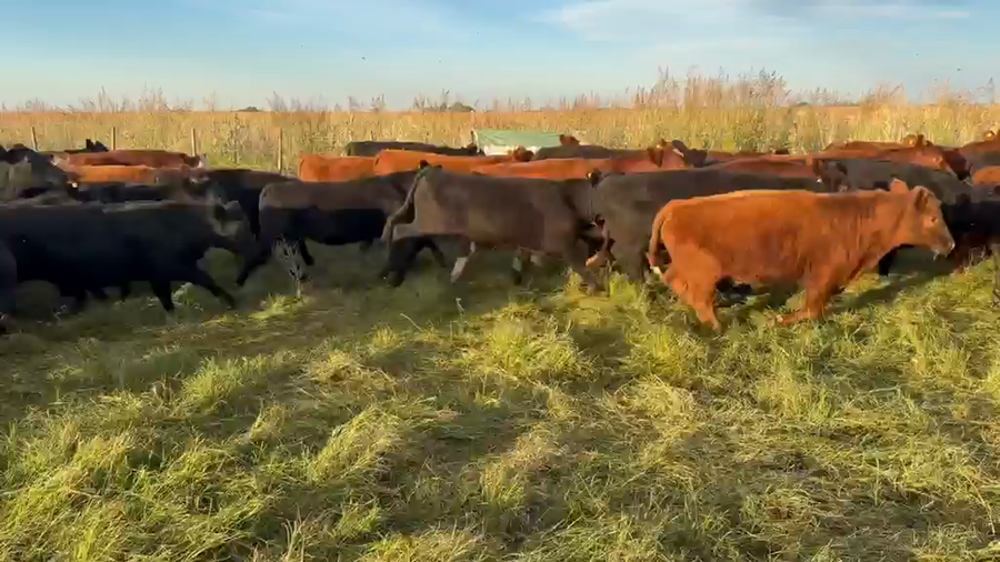 Lote 130 Terneros