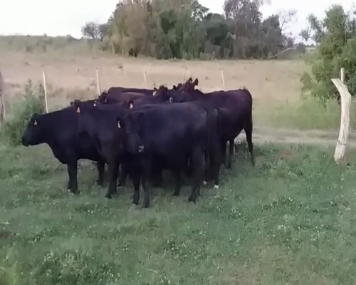 Lote 11 Vaquillonas/Vacas Gordas AA en POLANCOS