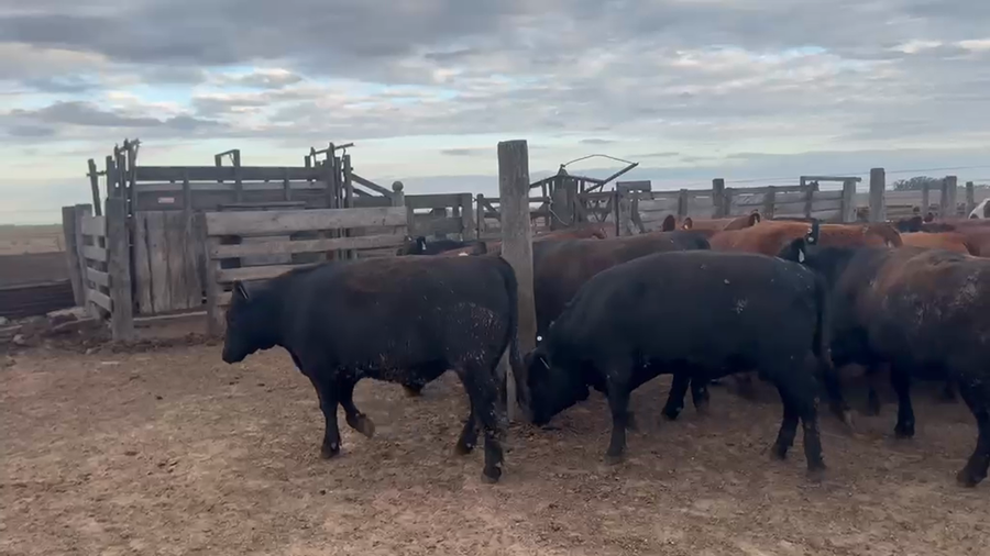 Lote 25 Faena en La Carlota, Córdoba