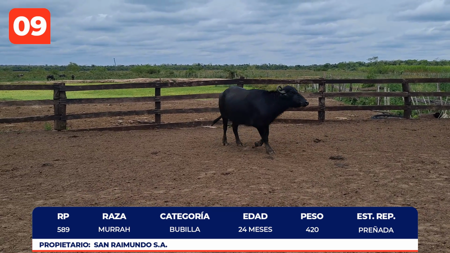 Lote LOTE 9