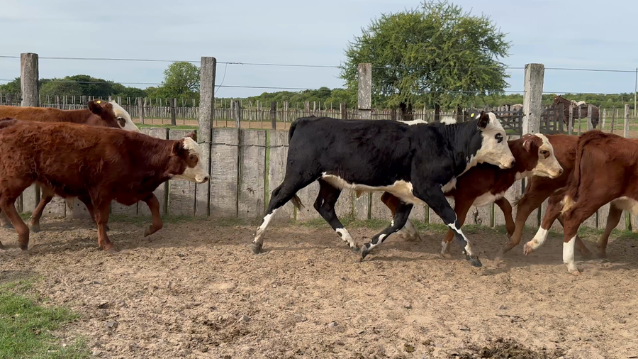 Lote 130 Terneros/as en Corrientes, San Roque