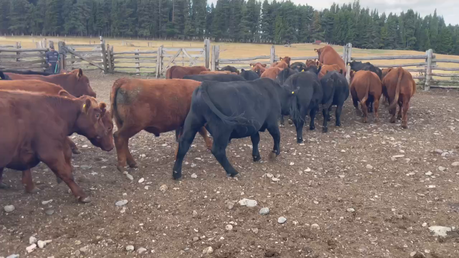 Lote 54 Novillo Engorda en Coyhaique, XI Región Aysén