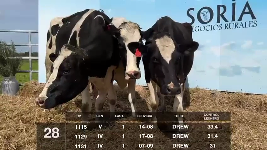 Lote VACAS EN PRODUCCIÓN CON SERVICIO