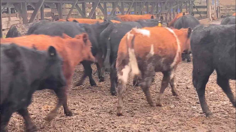 Lote 45 Vaquilla Engorda en Frutillar, X Región Los Lagos