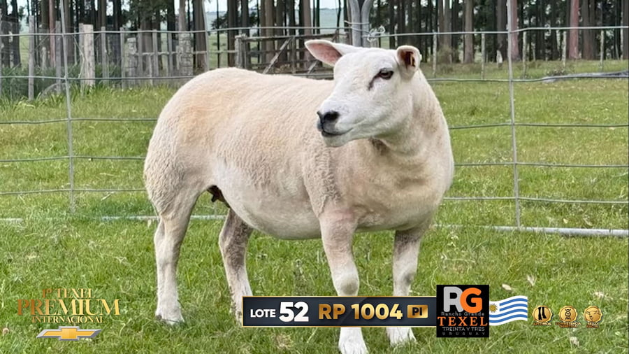 Lote Borregas a remate en 1º Texel Premium Internacional, Canelones