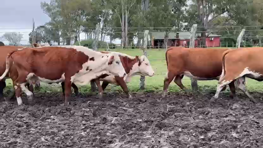 Lote 70 Vacas de invernar