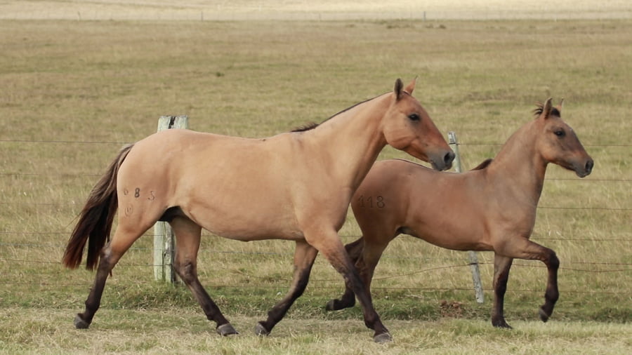 Lote Caipiriña DEL TOTORAL