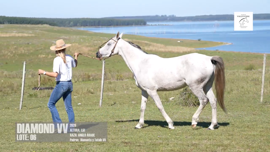 Lote DIAMOND VV