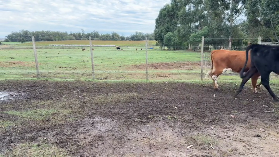 Lote VAQUILLONAS 1 A 2 AÑOS