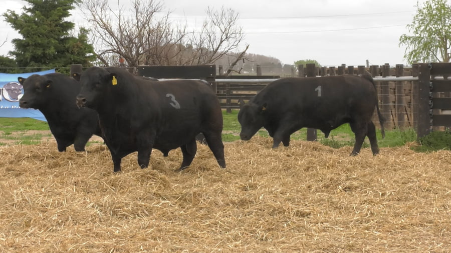 Lote TOROS ANGUS PUROS CONTROLADOS