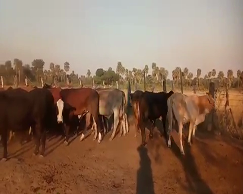 Lote 80 Novillitos en Tres Lagunas, Formosa