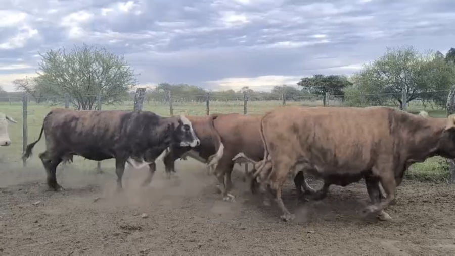 Lote 35 Vacas p/ invernar en Corrientes, Curuzú-Cuatiá