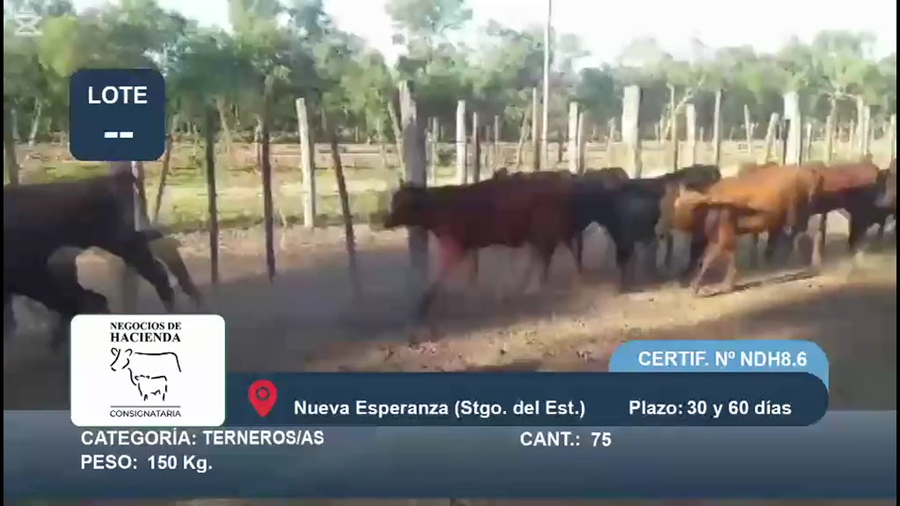 Lote 75 Terneros/as en Santiago del Estero, Nueva Esperanza