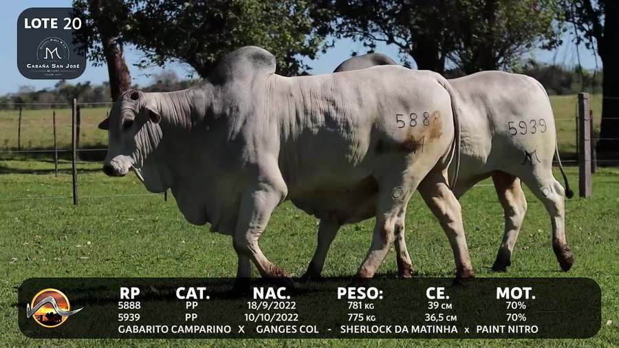 Lote LOTE 20
