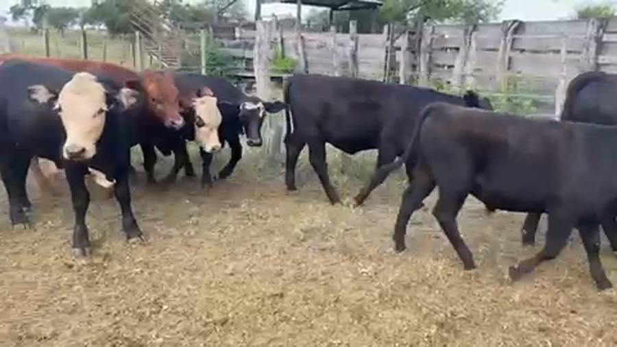 Lote 50 Terneros/as en Nogoyá, Entre Ríos