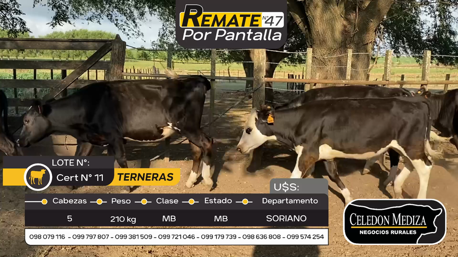 Lote 5 Terneras en Otra Localidad, Soriano