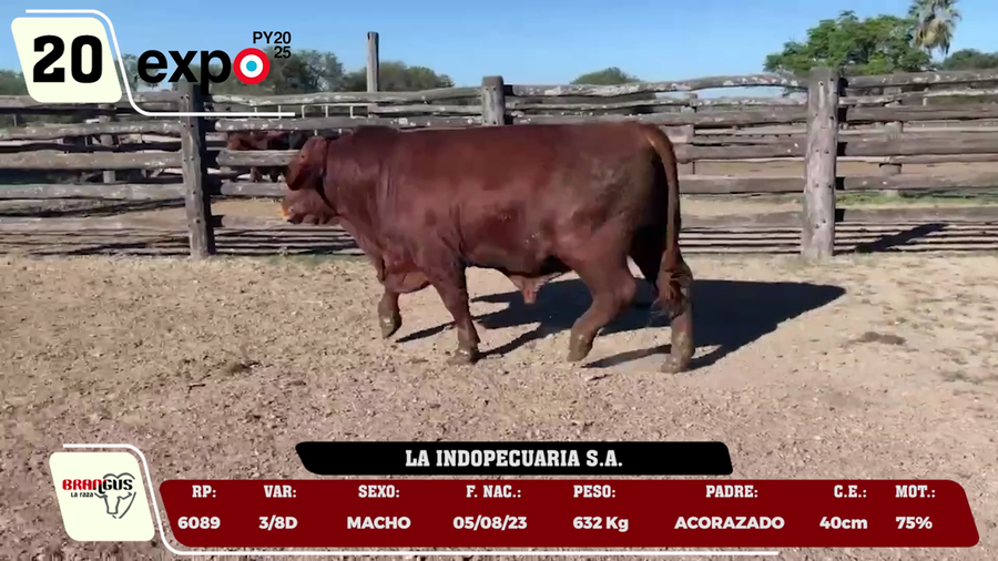 Lote LOTE 20