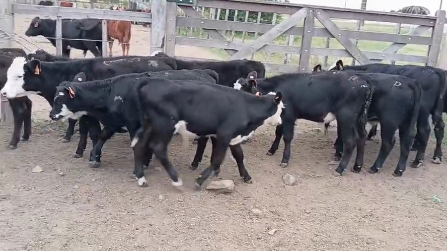 Lote 12 Terneros a remate en Pantalla Camy - Aniversario 31 Años, San José