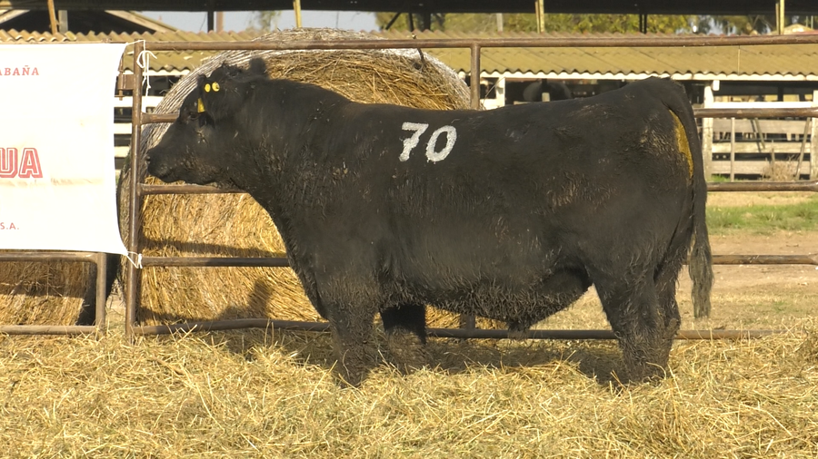 Lote TOROS ANGUS NEGROS  PC
