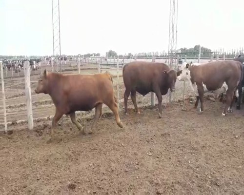 Lote (Vendido)15 Novillos a remate en Primer Remate Virtual, Córdoba