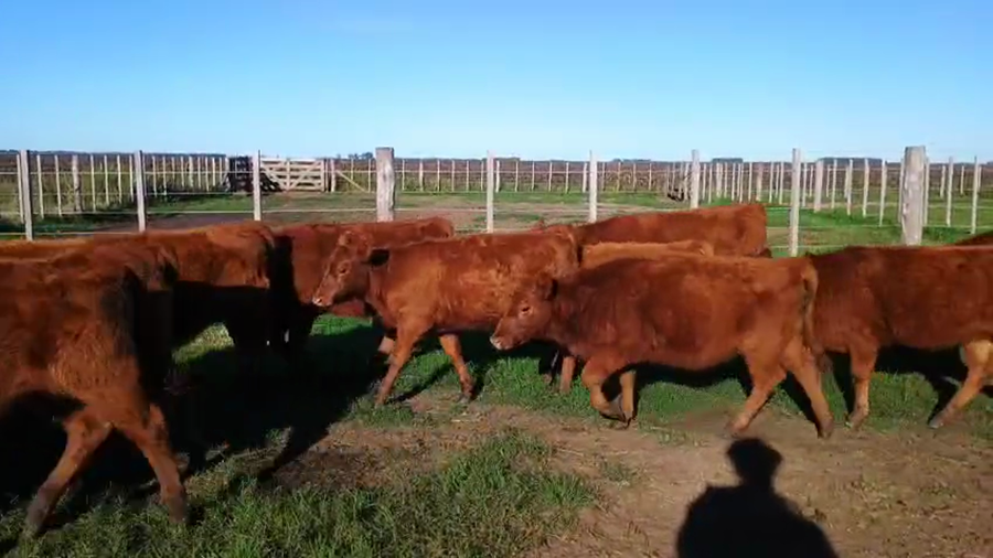 Lote 77 Terneras