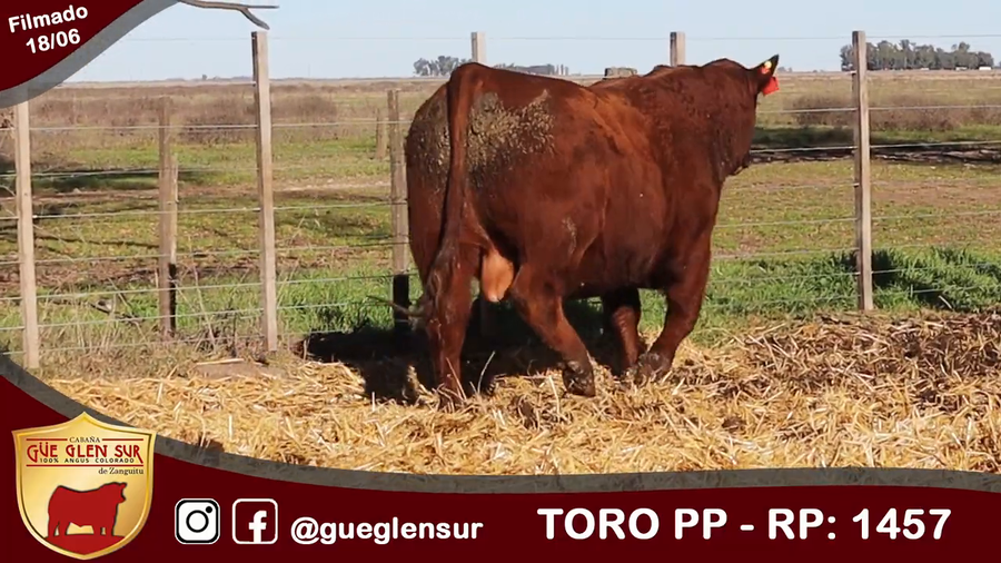 Lote Toro PP
