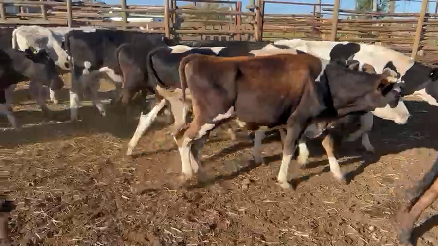 Lote 50 Novillo Engorda en Navidad, VI Región O-Higgins