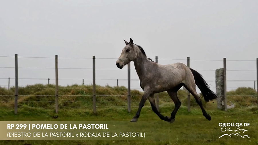 Lote POMELO DE LA PASTORIL