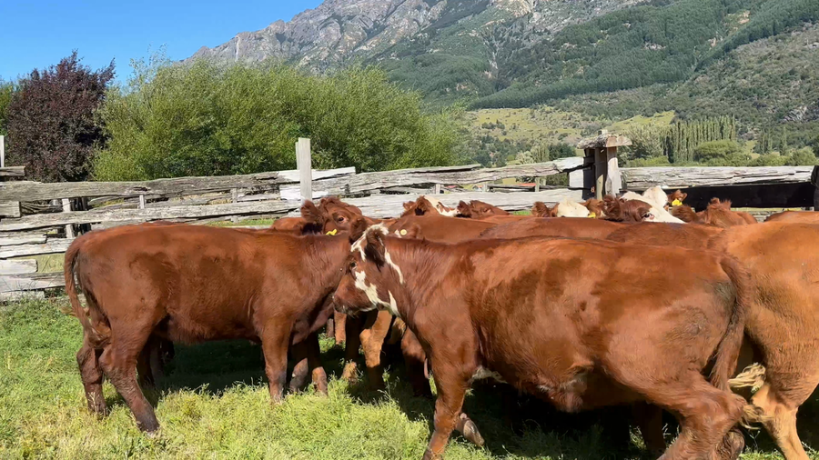 Lote 25 Vaquilla Engorda en Coyhaique, XI Región Aysén